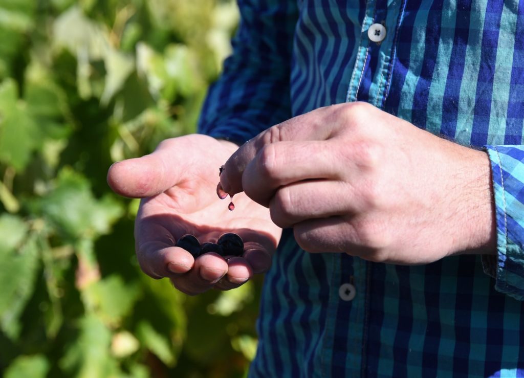 This Is How We Choose The Best Grapes For Harvesting Bodega Clemente
