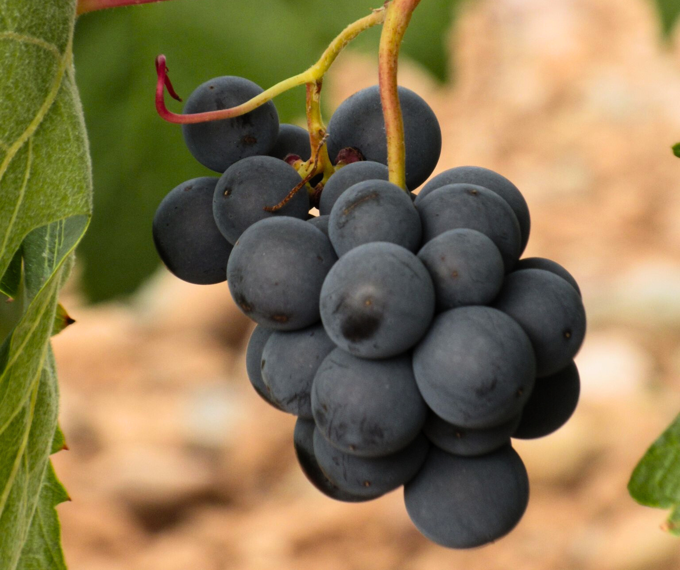 Tipos de uva en Rioja